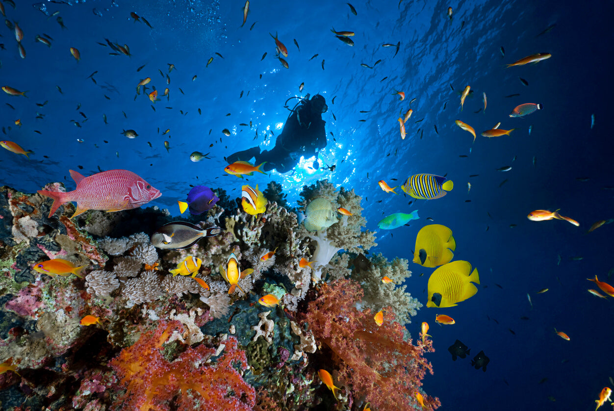 diver surrounded by exotic Fish
