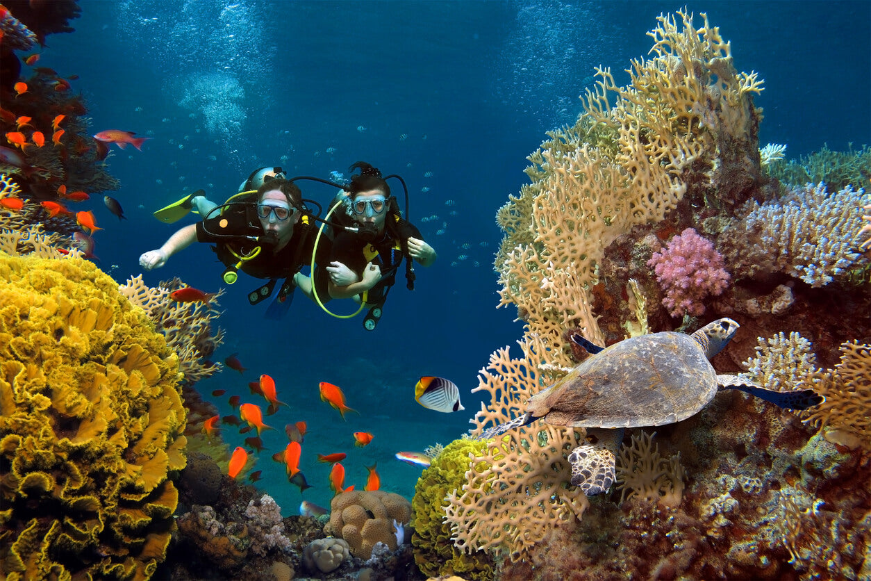 divers among corals and fishes in the ocean