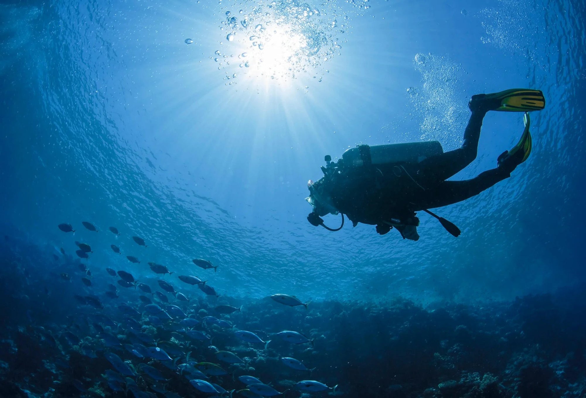‘How To Learn To Scuba Dive?’ And Other FAQs By Non-Divers