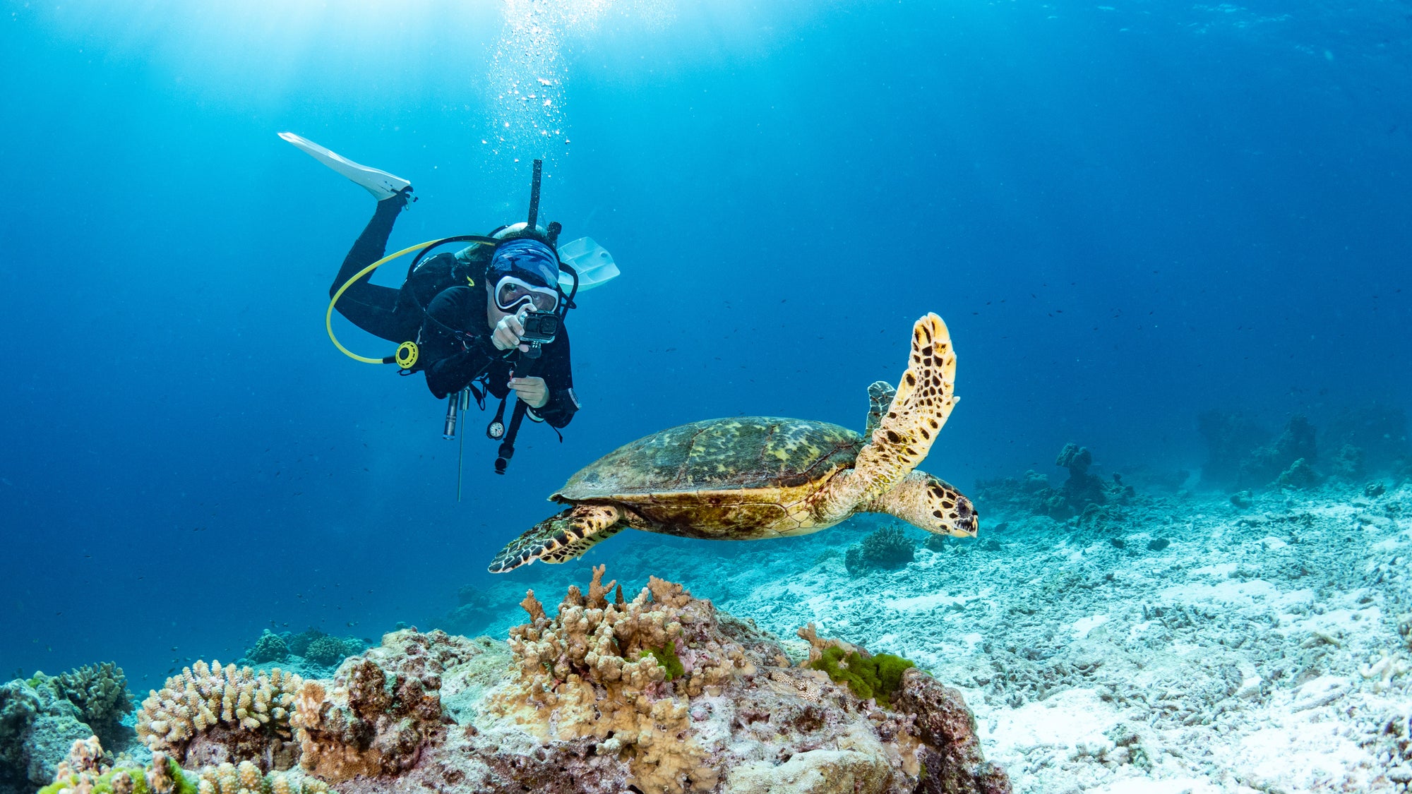a scuba diver taking a photo of a turtle