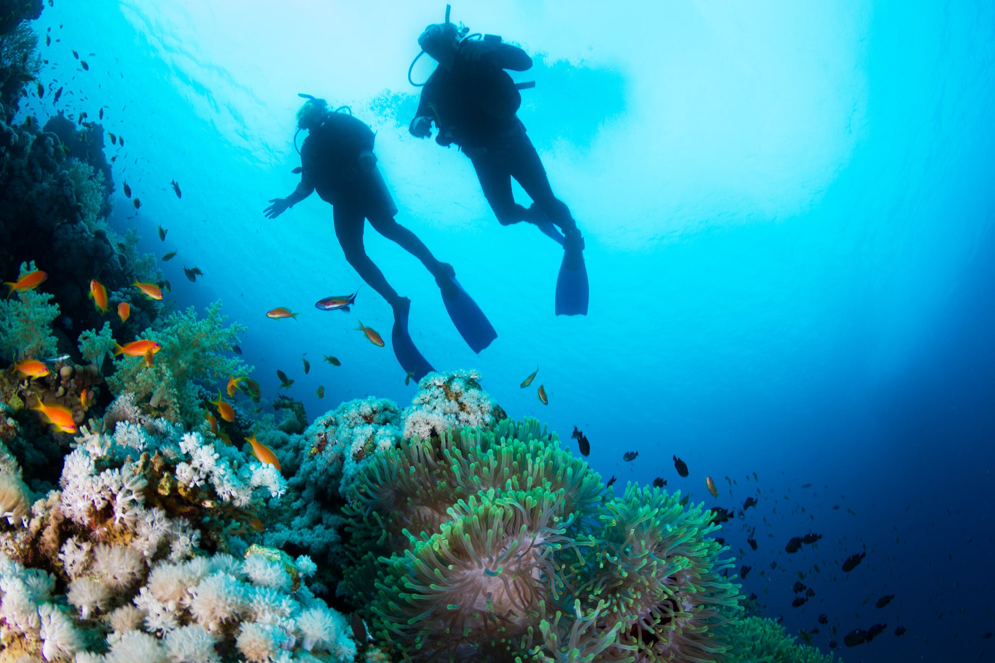Aquanauts' Top Scuba Diving Brands: Introducing Scubapro