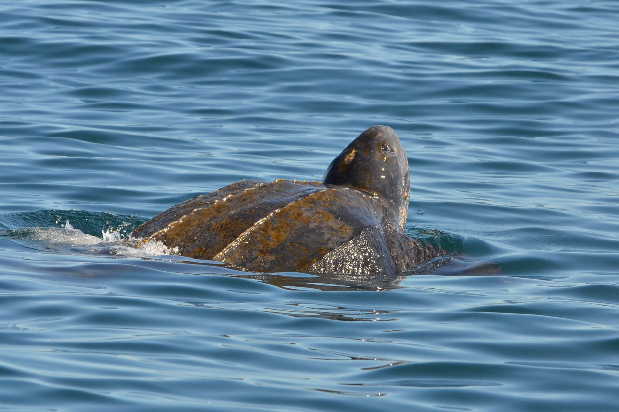 leatherback turtle in the ocean