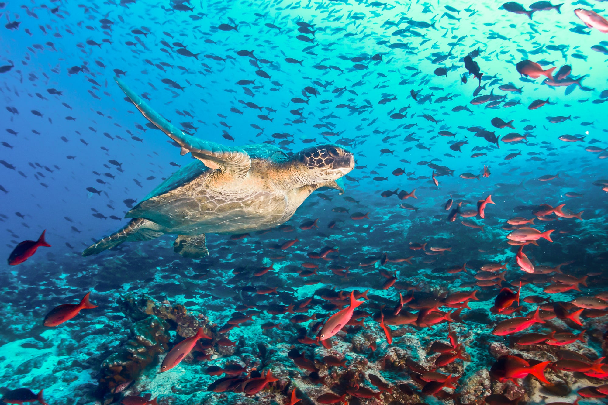 A turtle and lots of fish in the ocean