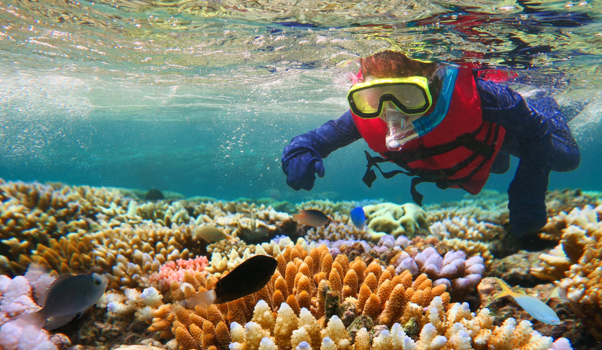 a person snorkelling surrounded by fish and marine life