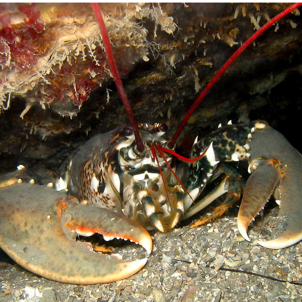 Fascinating facts: Lobsters