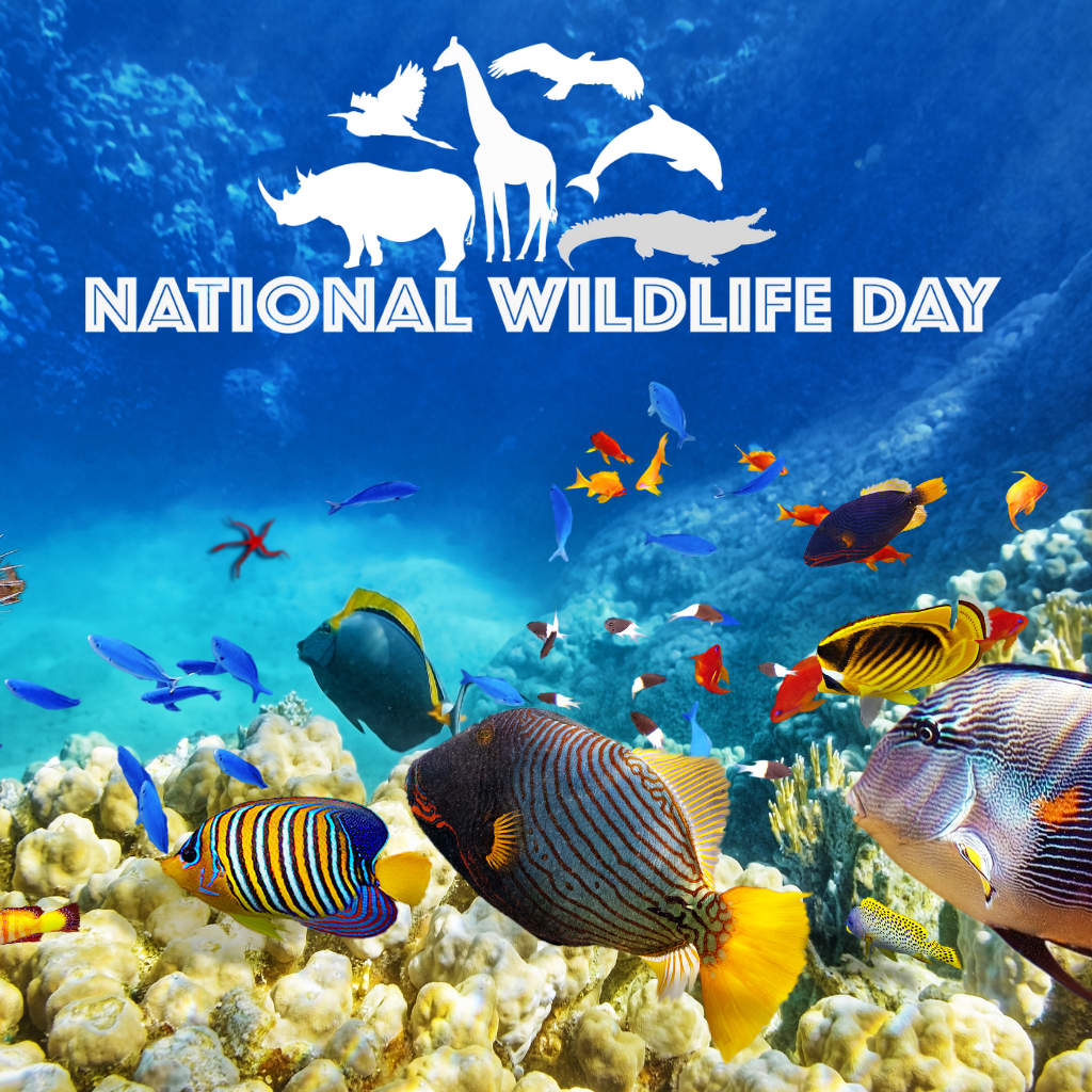 National Wildlife Day 2021