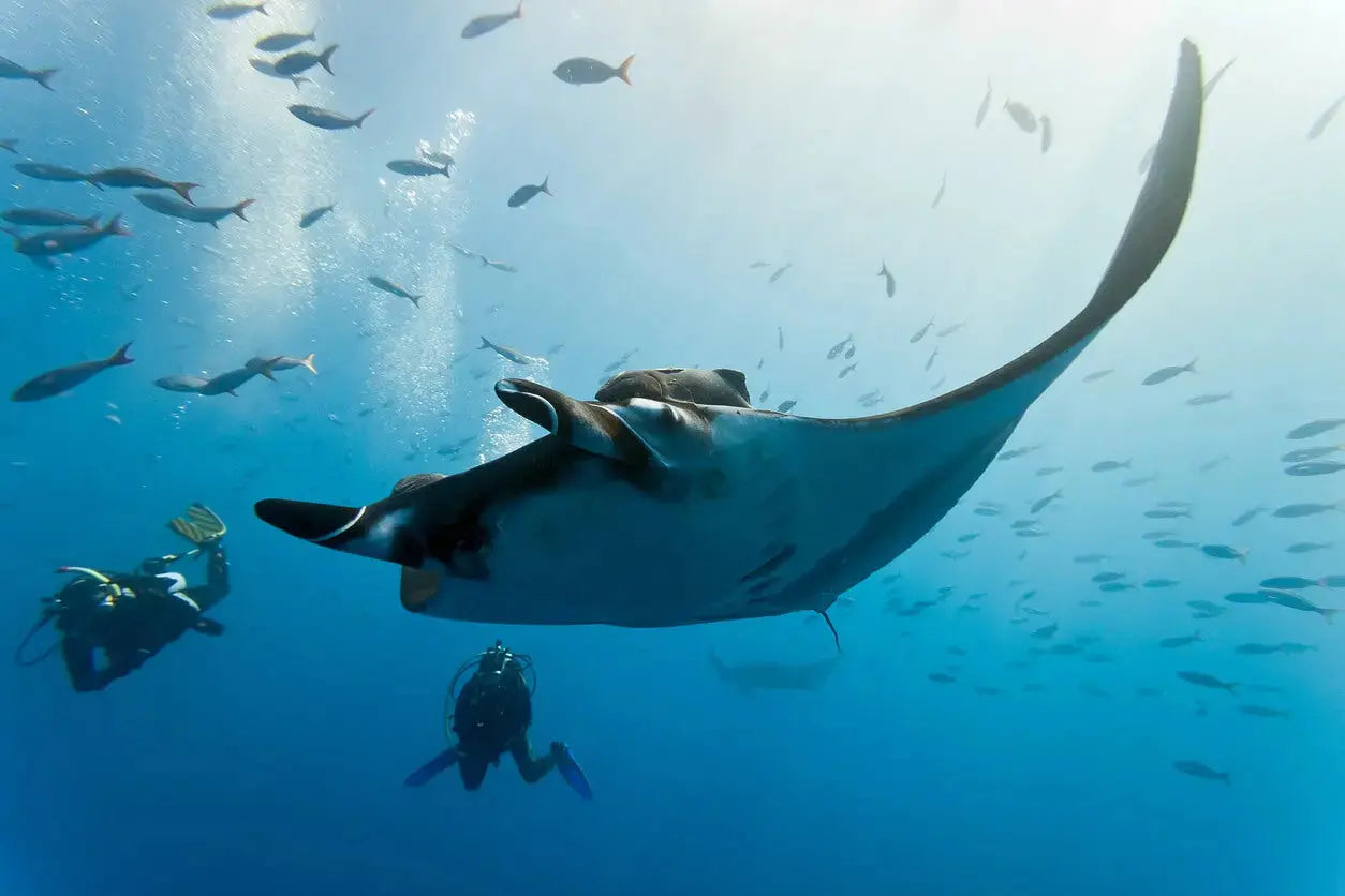 Holiday Diving - Aquanauts